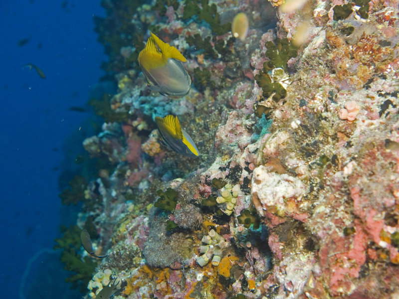 Fish, Southwest Pinnacle